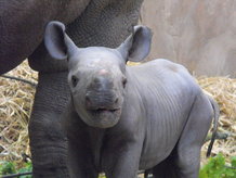 Baby Rhino.jpg
